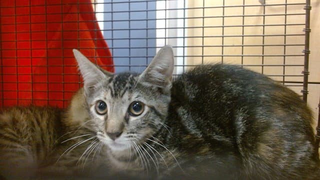 Chloe - Domestic Short Hair