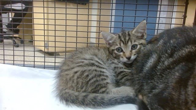 Shayla - Domestic Short Hair