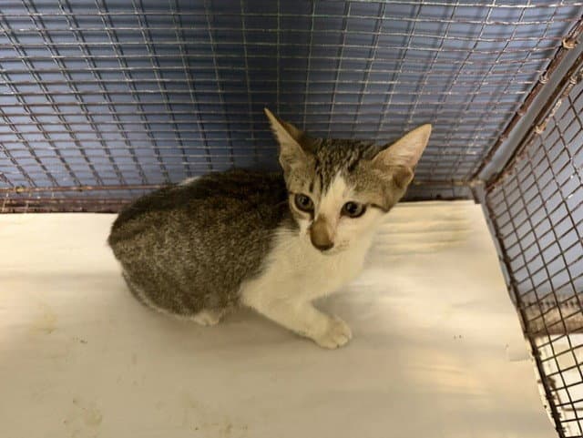 Jena - Domestic Short Hair