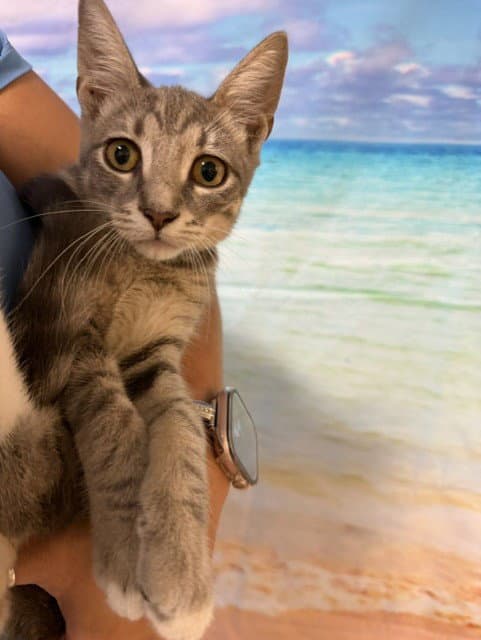 Kira - Domestic Short Hair