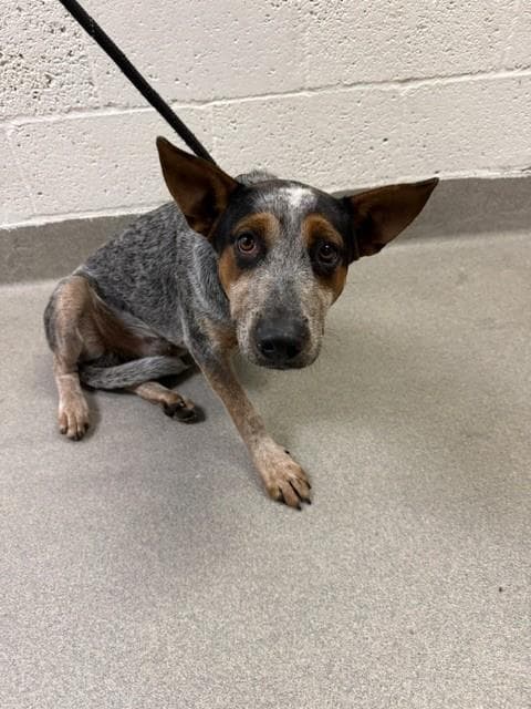 Austin - Australian Cattle Dog/Blue Heeler