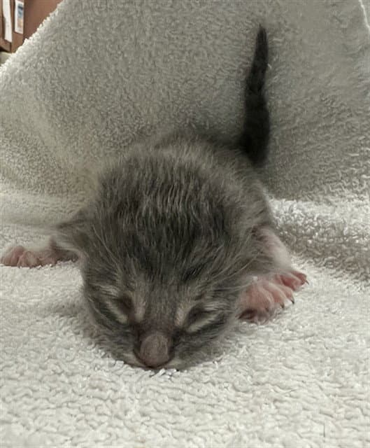 Lisa - Domestic Short Hair