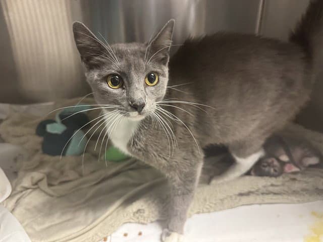 Mama - Domestic Short Hair