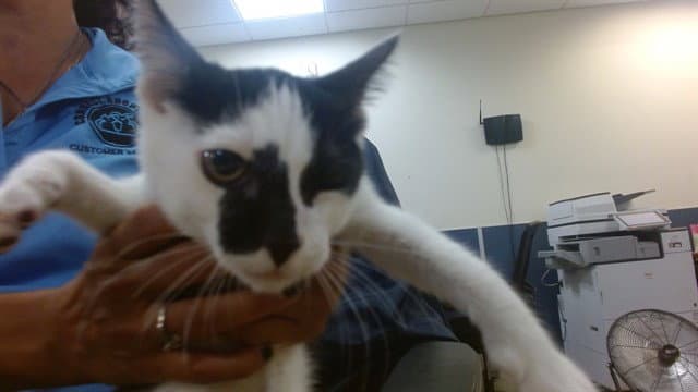 George - Domestic Short Hair