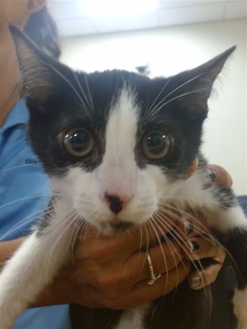 Gus - Domestic Short Hair