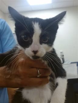 Ms Kitty image 1