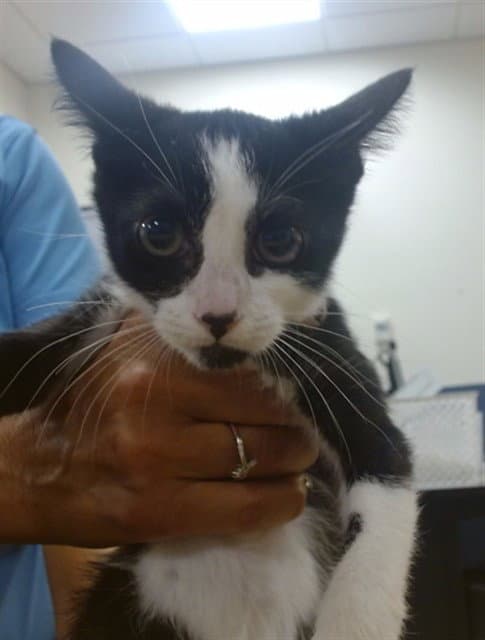 Ms Kitty - Domestic Short Hair