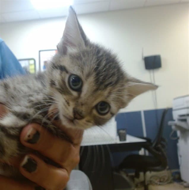 April - Domestic Short Hair