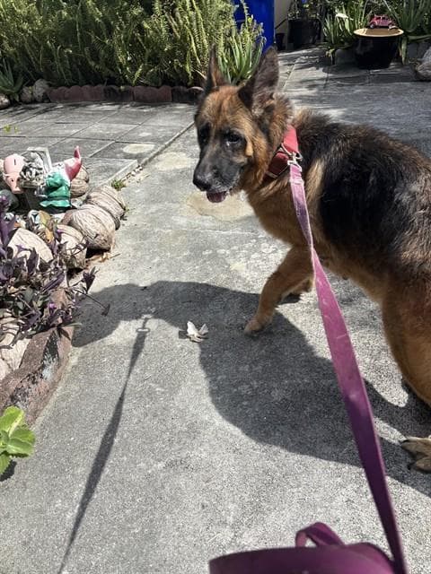 Laura - German Shepherd Dog