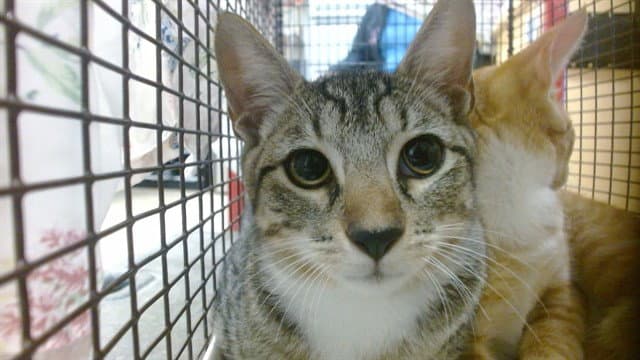 Siro - Domestic Short Hair
