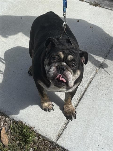Fiolla - English Bulldog