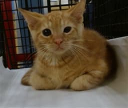 Otis image 1