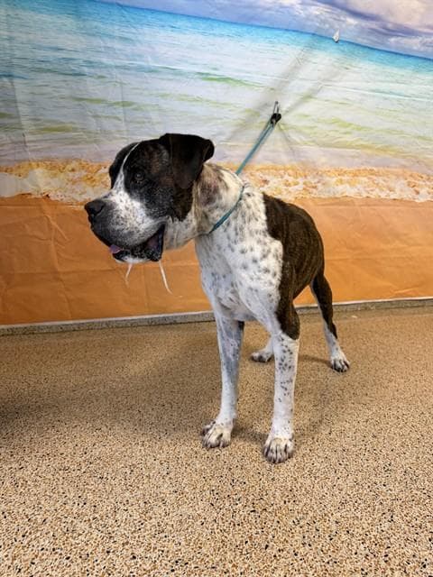 Timmy - American Bulldog