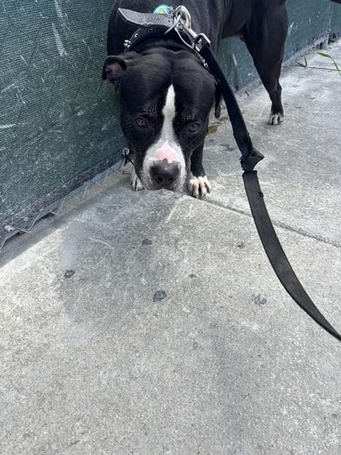 Blacky - American Bulldog