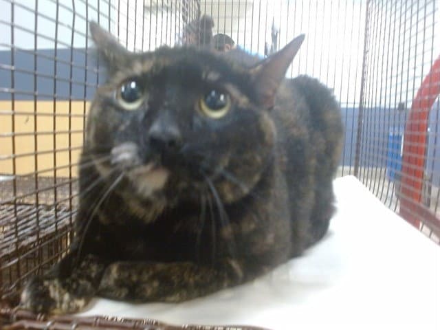 Oynx - Domestic Short Hair