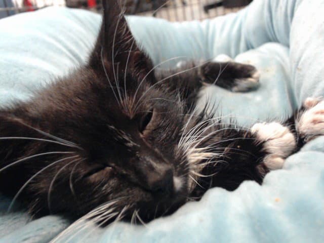 Melon - Domestic Short Hair