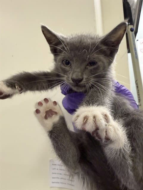 Kitt Kat - Domestic Short Hair