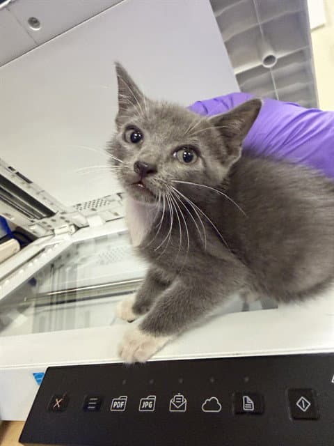 Kitt Kat - Domestic Short Hair