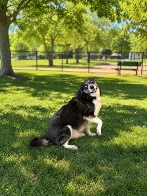 Winston - Border Collie