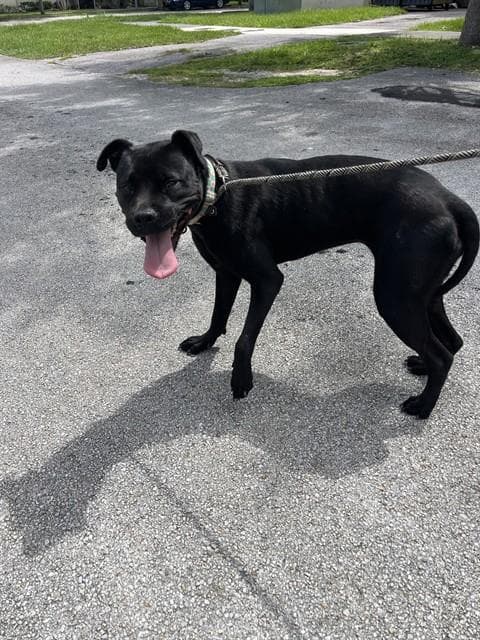 Charlotte - American Bulldog