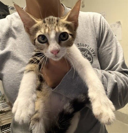 Mia - Domestic Short Hair