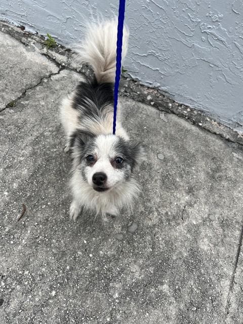 Tina - Pomeranian