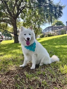 Nanook image 1
