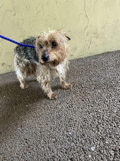 Thunder - Yorkshire Terrier Yorkie