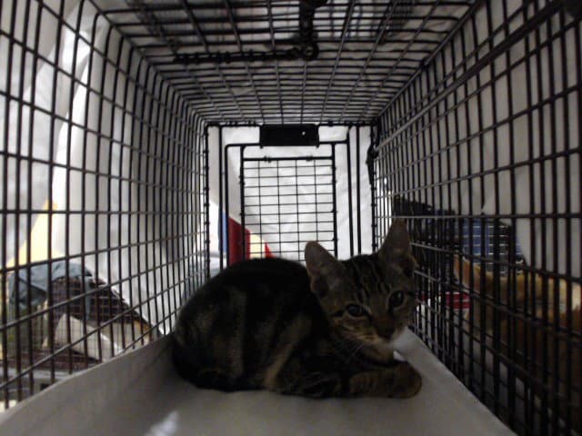 Bibi - Domestic Short Hair