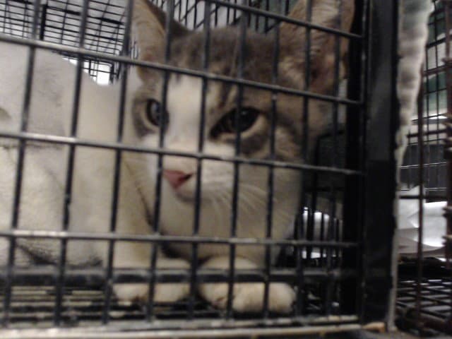 Maxi - Domestic Short Hair