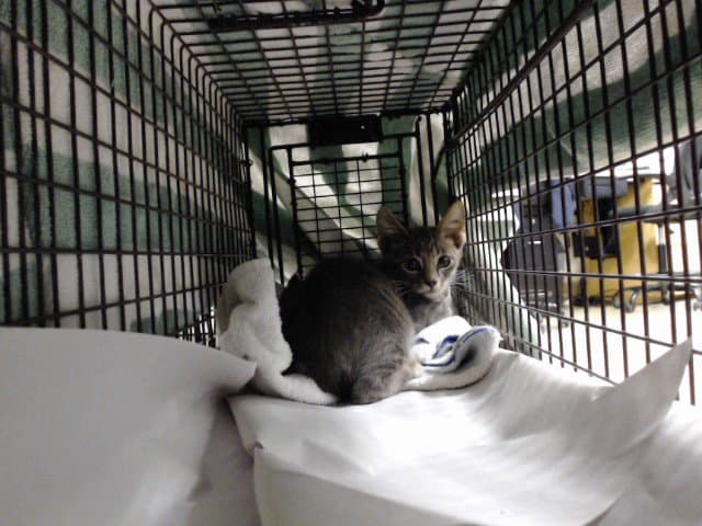 Spike - Domestic Short Hair