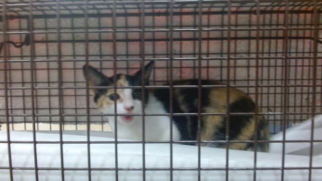 Helen - Domestic Short Hair