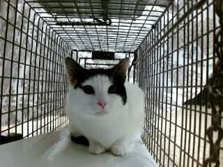 Mary - Domestic Short Hair