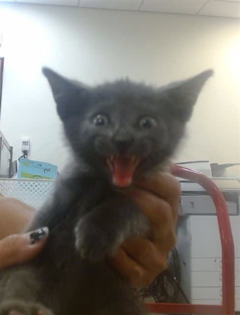 Archie - Domestic Short Hair