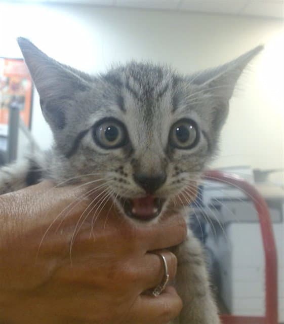 Silver - Domestic Short Hair