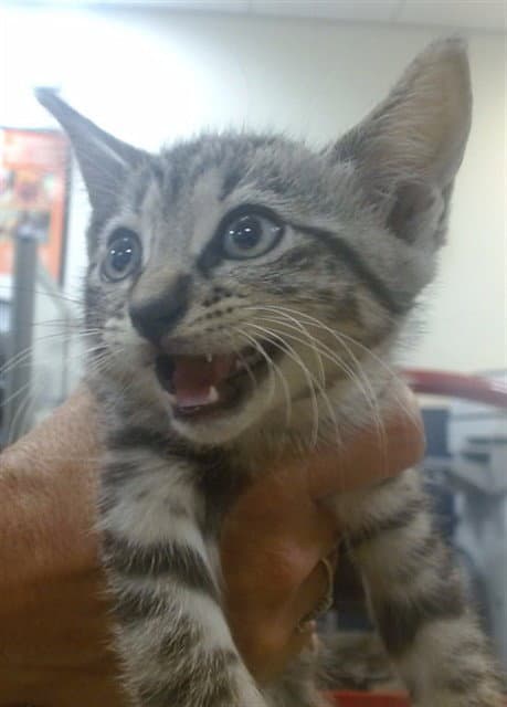 Johnny - Domestic Short Hair