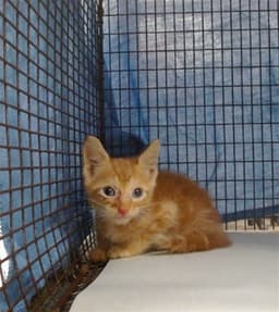 Tippy image 1