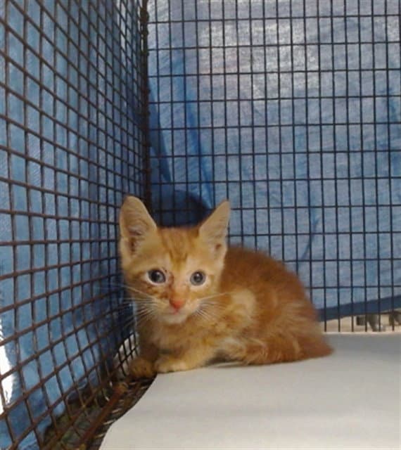 Tippy - Domestic Short Hair