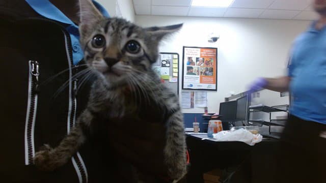 Tyler - Domestic Short Hair
