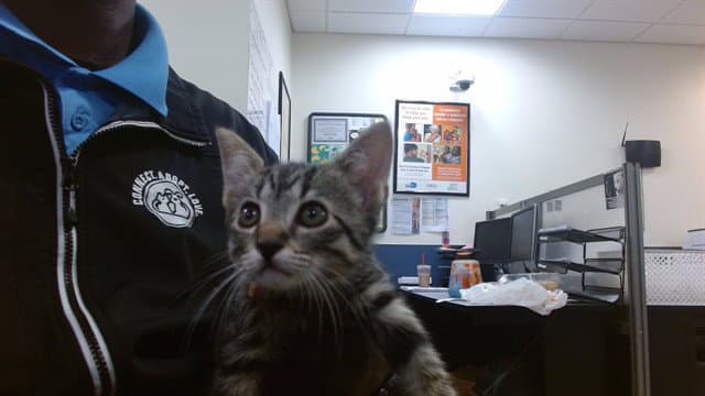 Bonnie - Domestic Short Hair