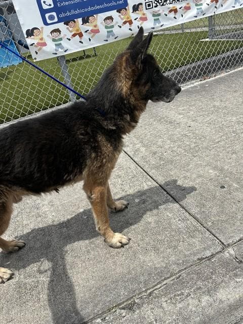 Zane - German Shepherd Dog