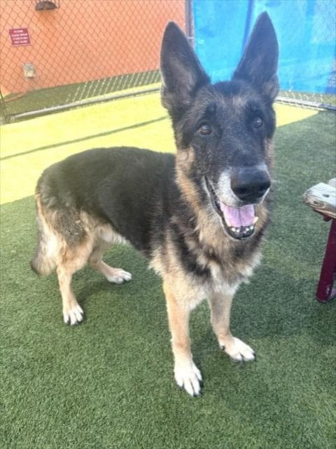 Zane - German Shepherd Dog