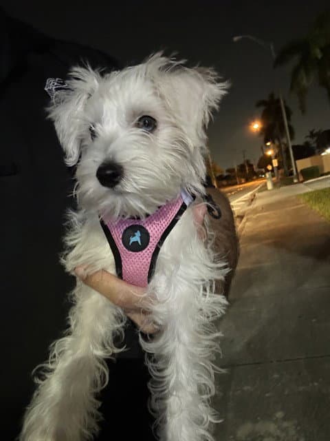 Chloe - Miniature Schnauzer