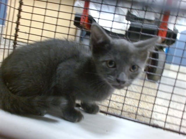 Blue - Domestic Short Hair