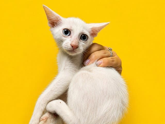 Jill - Domestic Short Hair