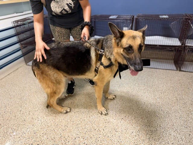 Duke - German Shepherd Dog