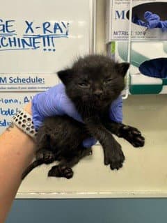 Noel - Domestic Short Hair