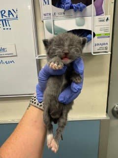 Spirit - Domestic Short Hair