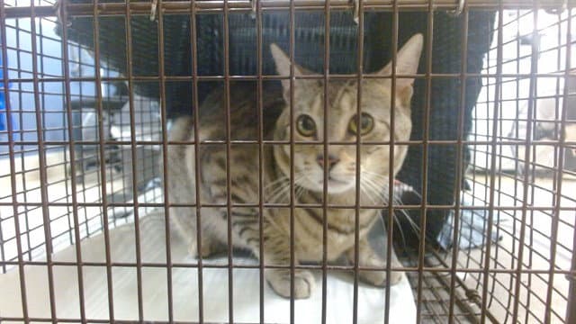 Unknown - Domestic Short Hair