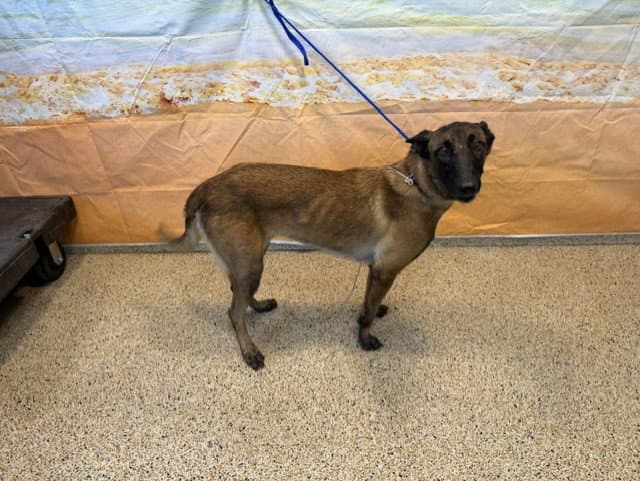 Gina - Belgian Shepherd Malinois